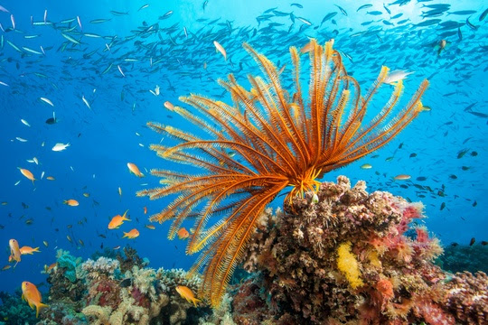 Great Barrier Reef, Australia