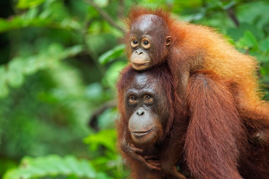 Bornean Orangutan femalecarrying her son